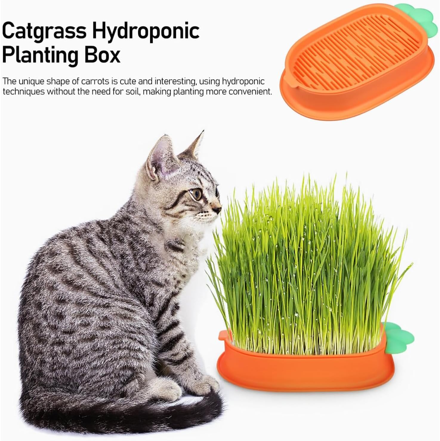 Fish Shaped Hydroponic Cat Grass Planter, Kit De Culture De L'herbe À Chat  En Forme De Poisson, Conception En Couches, Pot De Culture D'herbe À Chat -  Temu Belgium