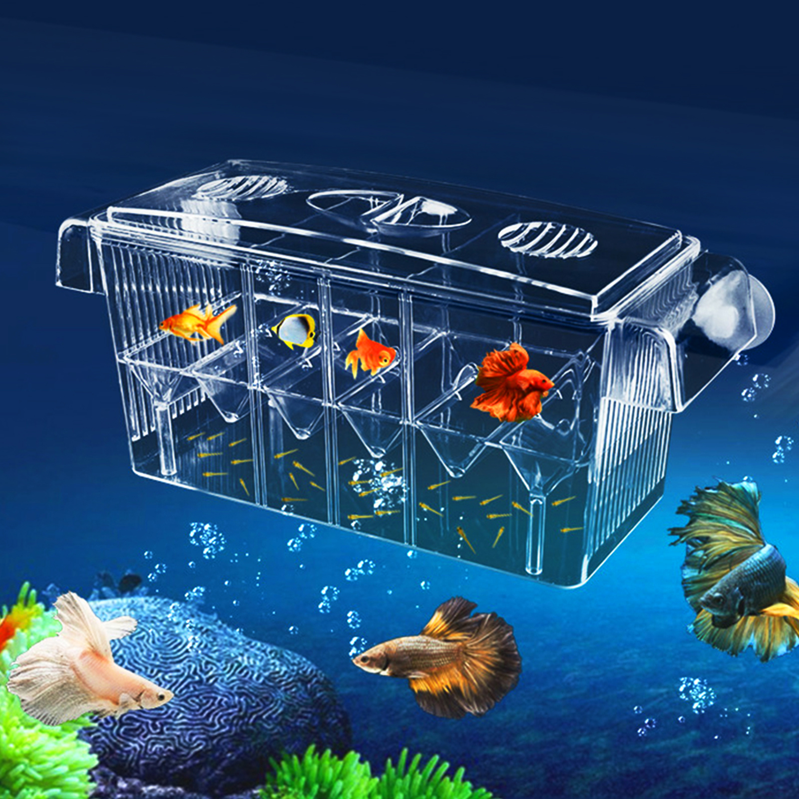 Boîte d'élevage de poissons à double gupMED, boîte d'isolation