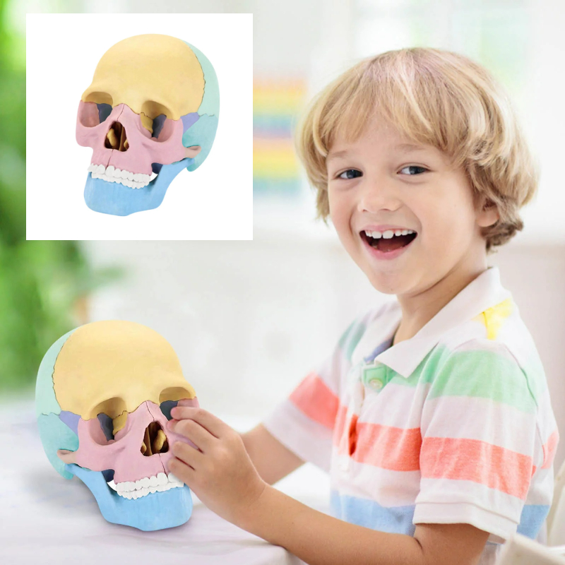 Human Child Skull (Replica)