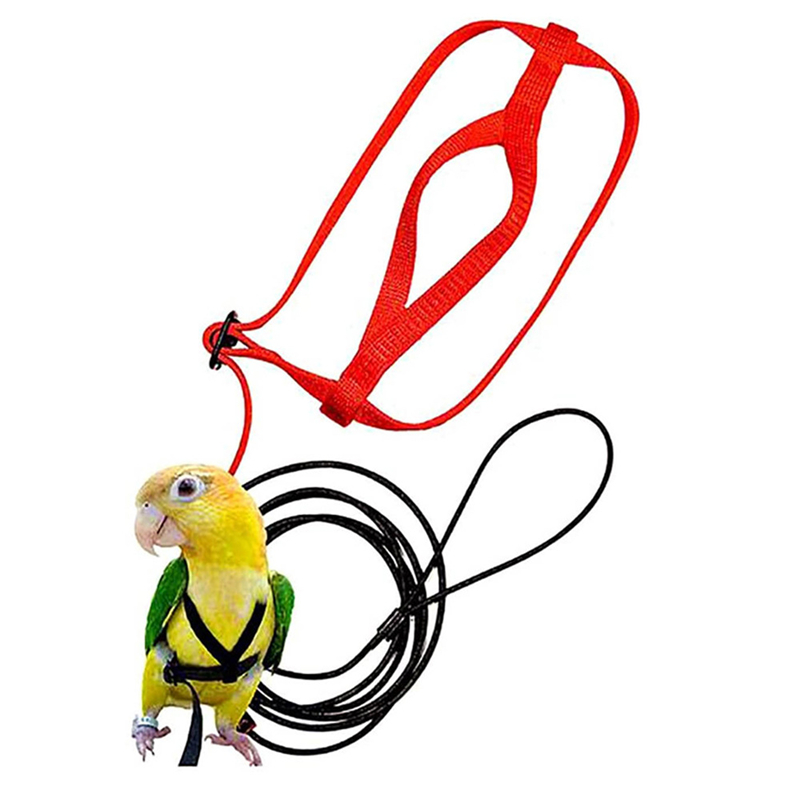 Pet Parrot Bird Harness Adjustable Training Leash Design - Temu
