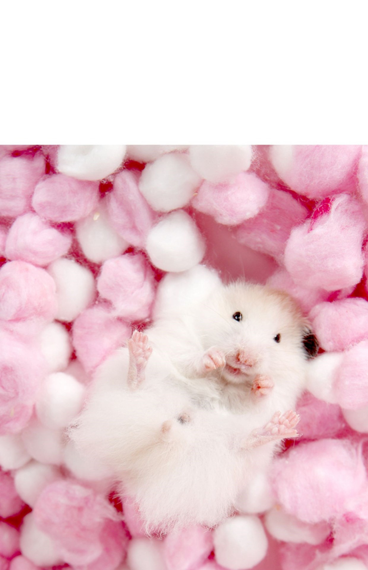 Hamster Cotton Warm Balls, Soft Safe Colorful Cotton Balls Filler Clean For  Small Animals