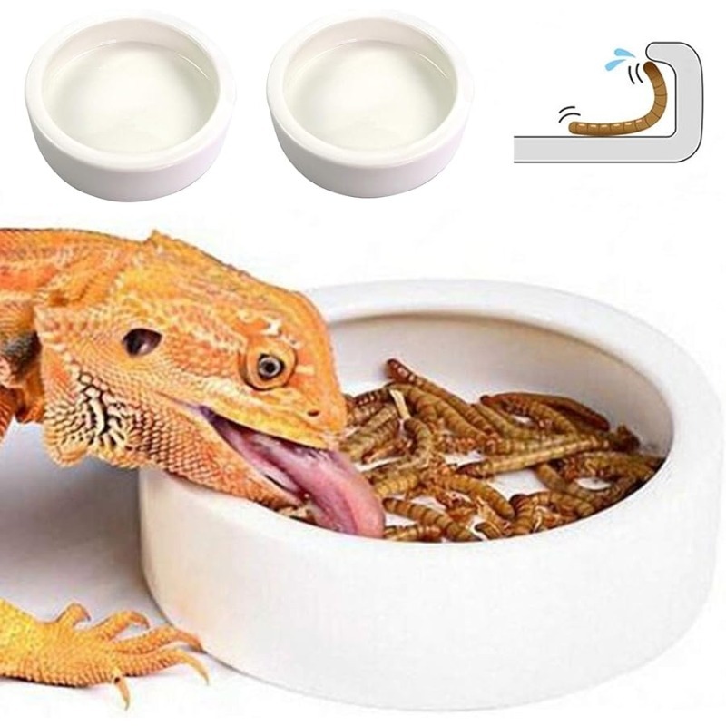 Bearded dragon 2025 water bowl