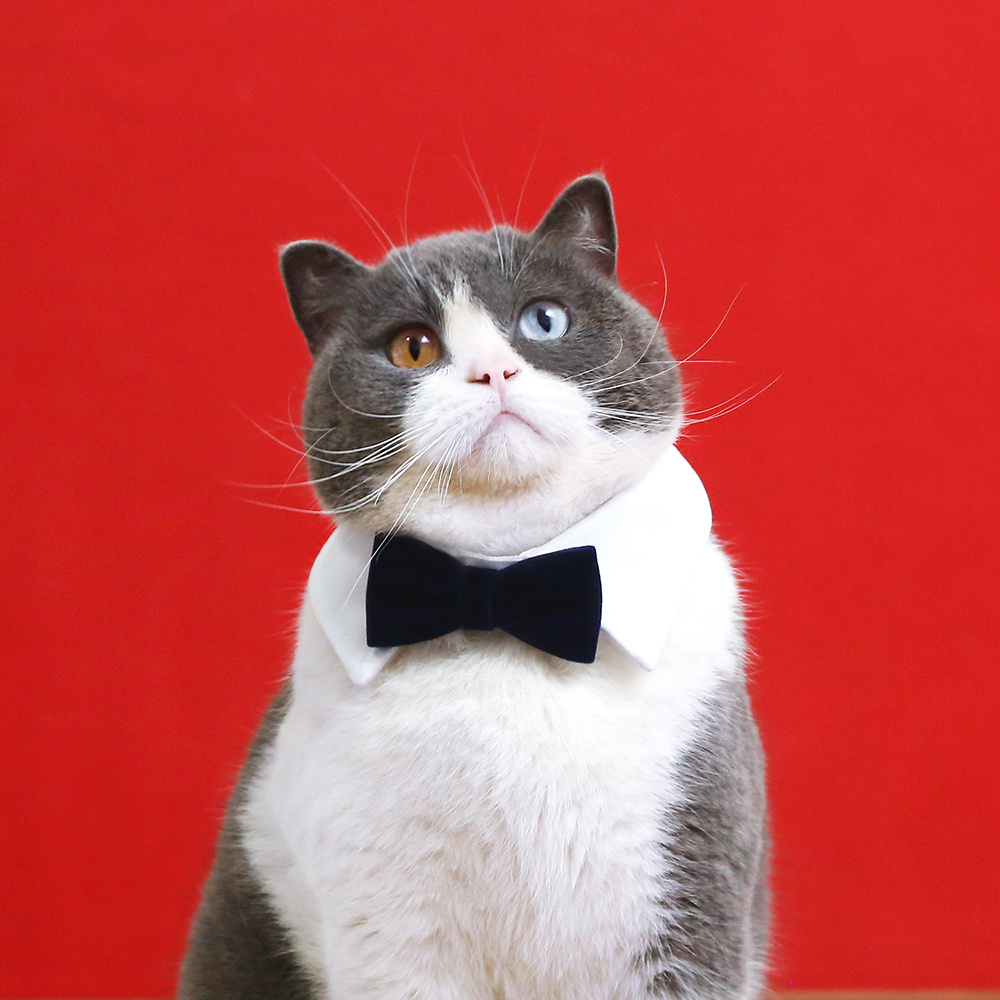 Tuxedo hotsell cat collar