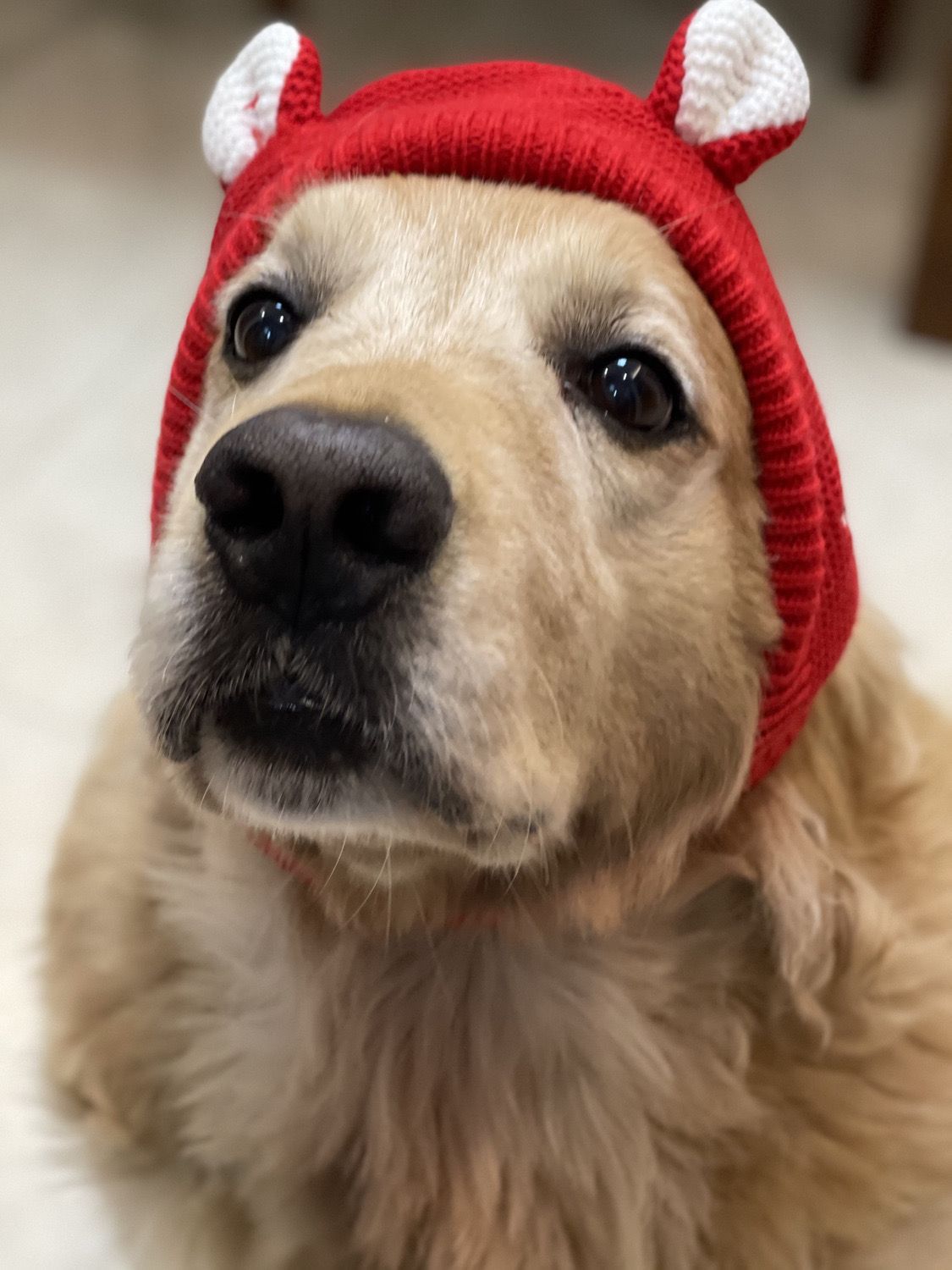 dog hat winter medium large dog labrador funny Temu