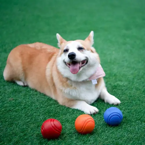 Dog Bouncy Ball Toy Pet High Elastic