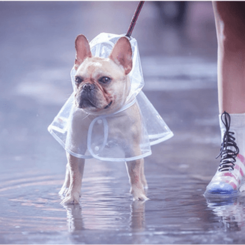 Transparent Puppy Raincoat With Hat Lightweight, Hooded, And Waterproof PVC Pet  Fishing Apparel From Ouuyann, $5.6