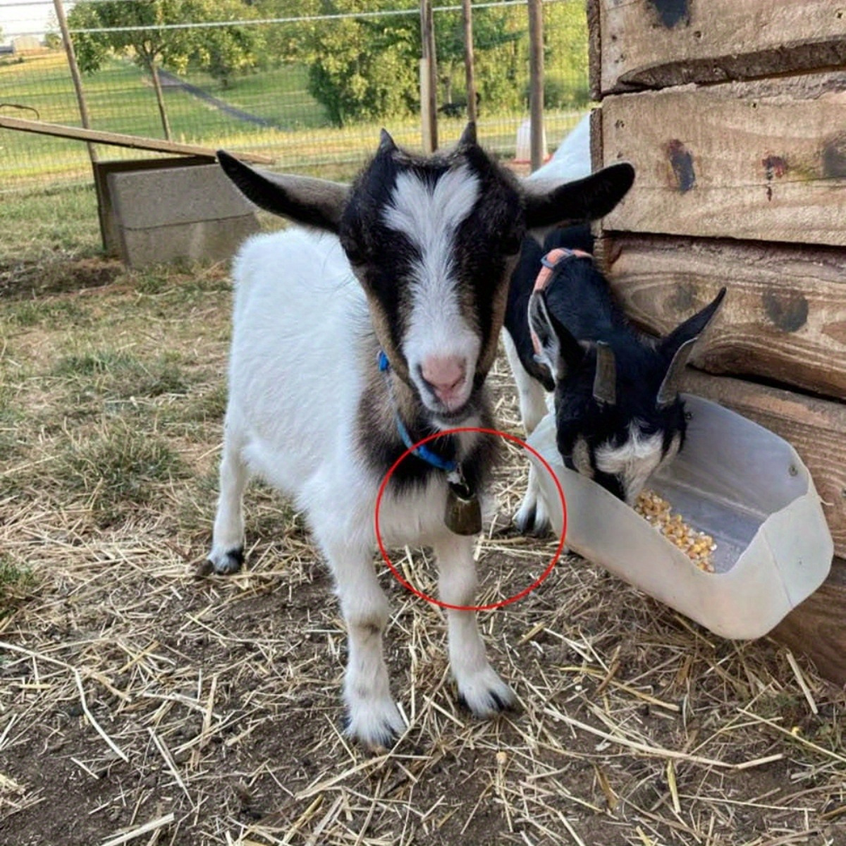 1pc Campana Al Pascolo Mucca Cavallo Pecore Al Pascolo Campane In Rame  Metallo Retro Campana Per Animali Fattoria Rame Forte Anello Croccante Per  Cavalli Al Pascolo Pecore Mucche