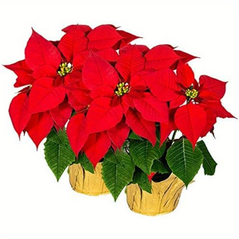 4Pcs Artificial Poinsettia Bushes Poinsettias Artificial Christmas Flowers  Red Fake Silk Poinsettia Flowers Poinsettia Floral Bouquet for Xmas Tree  Fillers Home Table Centerpiece Holiday