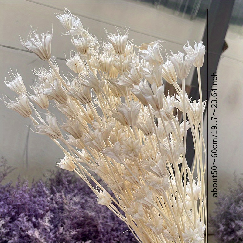 Decorative Coral Pampas Grass