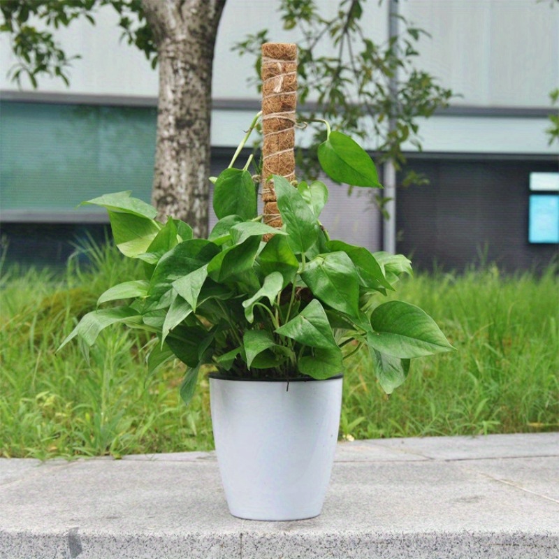 Poteaux de mousse pour plantes grimpantes - Poteau de plante en