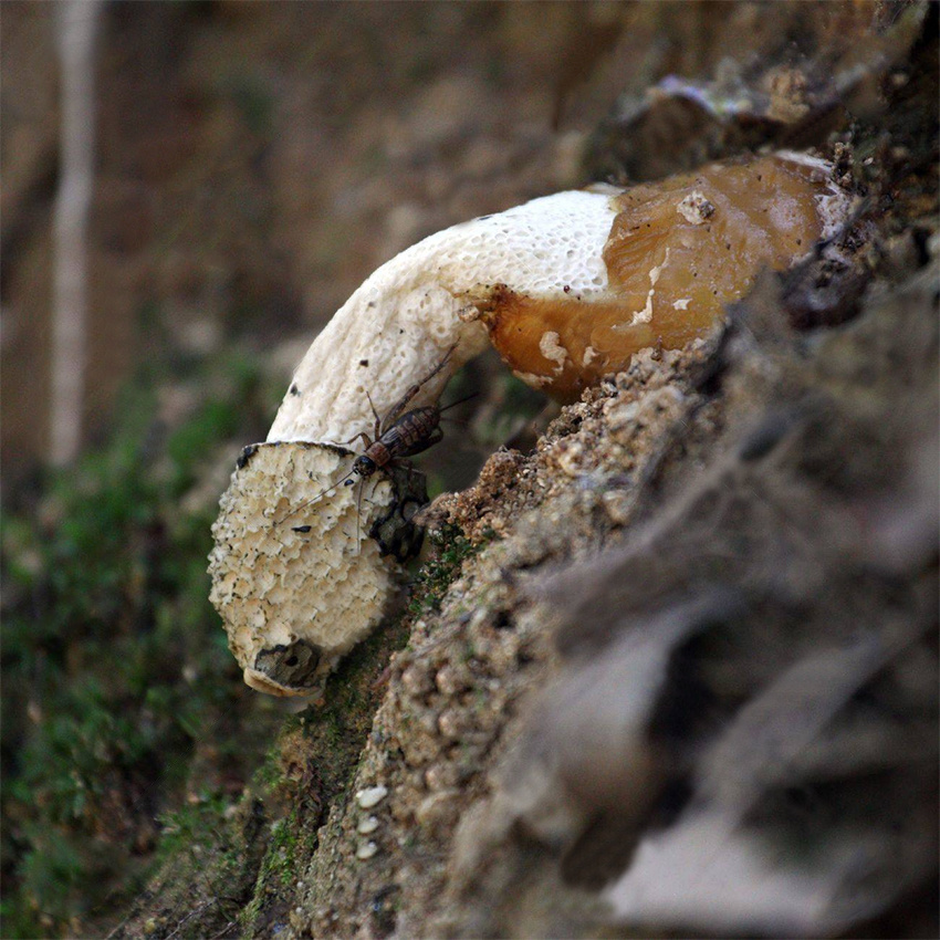 2024-nature-exposed-dong-shots-hangable-monthly-wall-temu