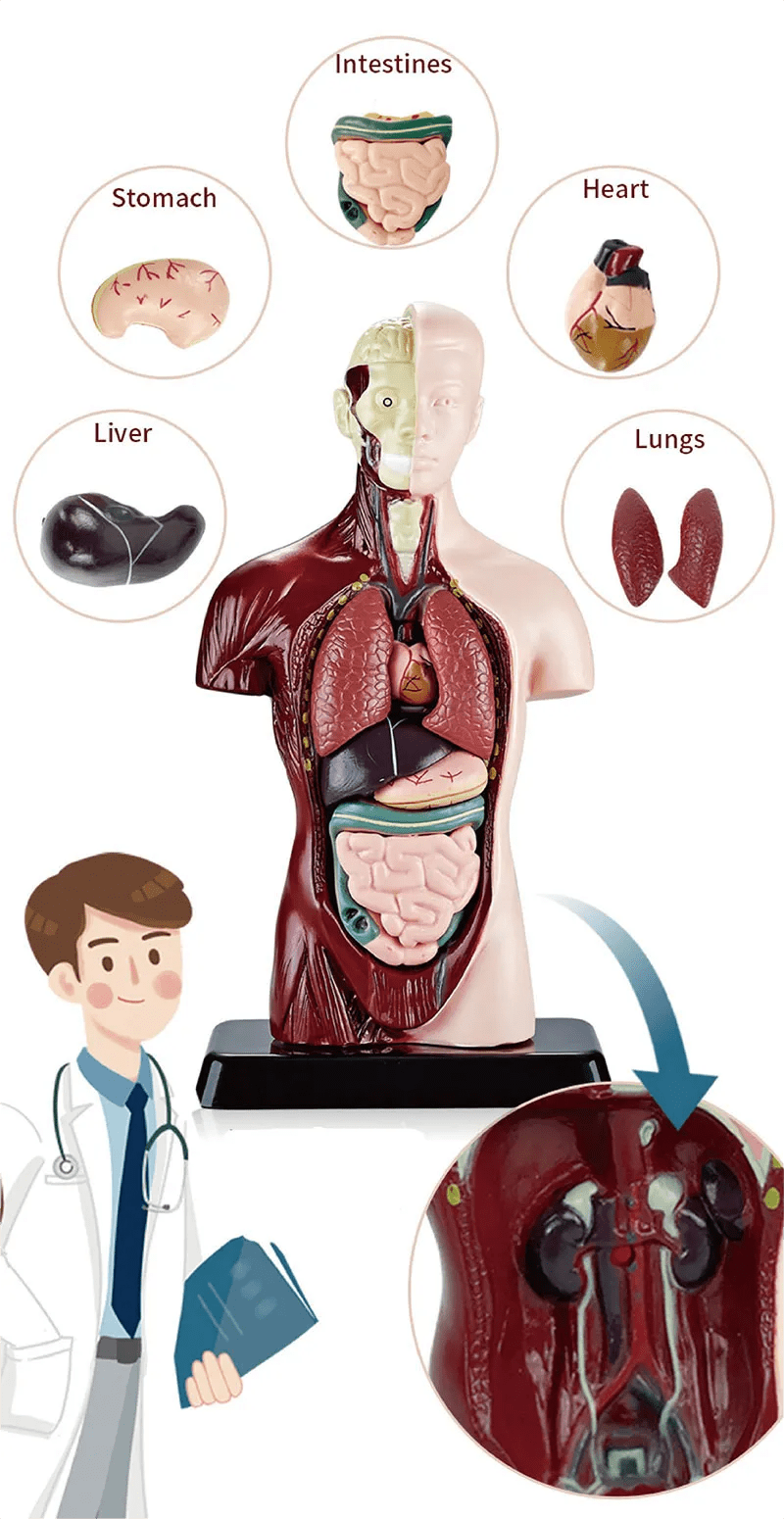 Modèle d'organe interne simulé corps humain jouet éducatif assemblé  détachable ^