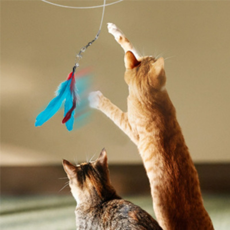 Cat Toys Feather Toy Retractable Wand And Replacement Teaser - Temu