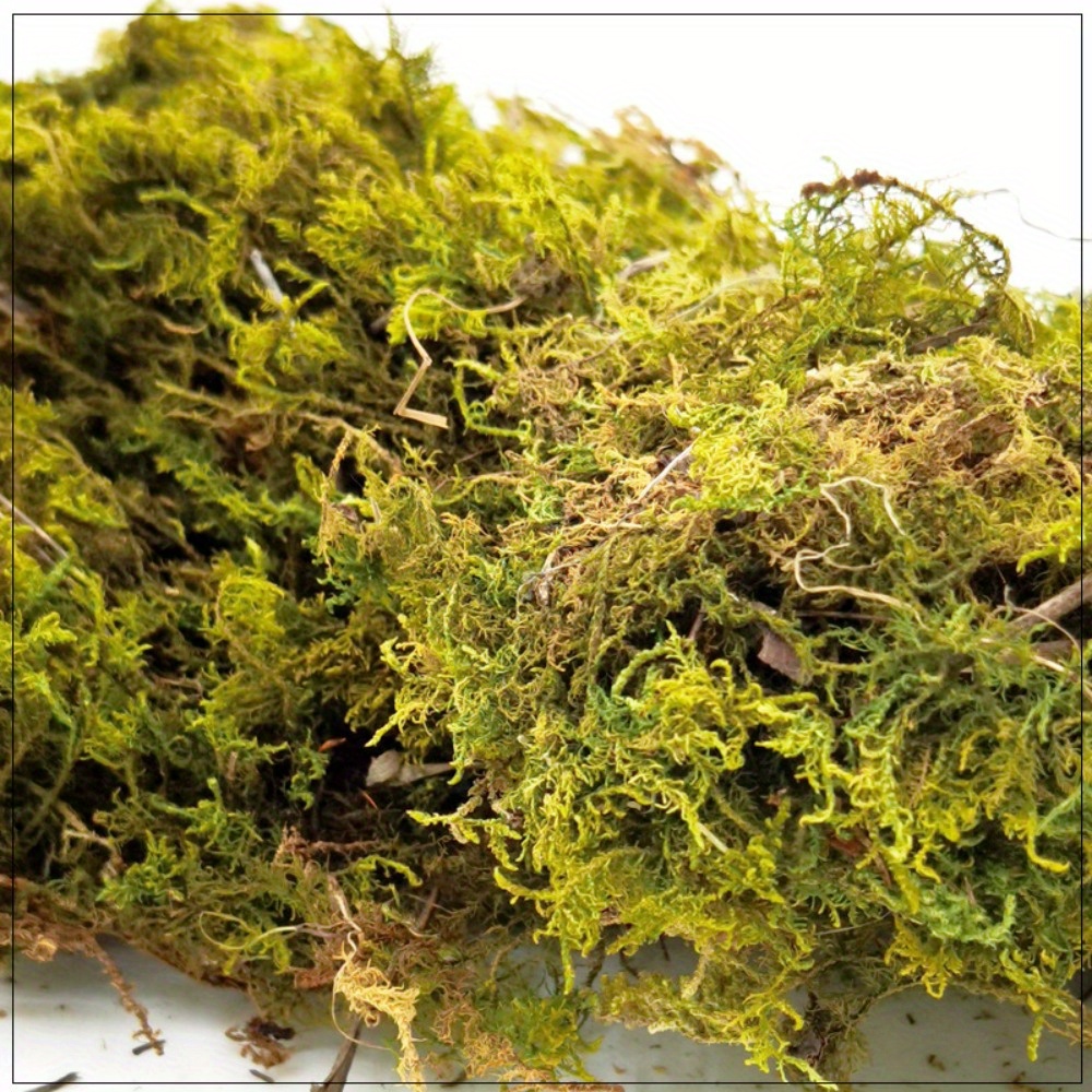 Dried Moss for Plants - Orchids Reptiles Live Moss Terrarium