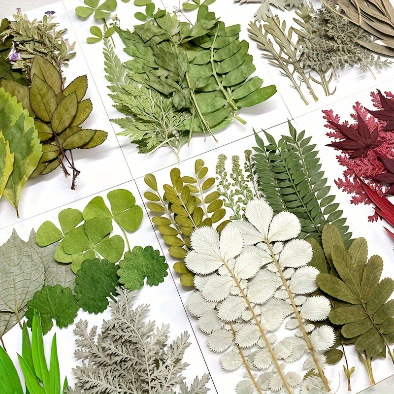 

15pcs/pack Dried Pressed Leaves Dried Flowers For Resin Fillers Real Assorted Dried Greenery For Pressed Leaf Art Craft Diy Handmade Autumn Series Bookmarks Embellishment Decorations