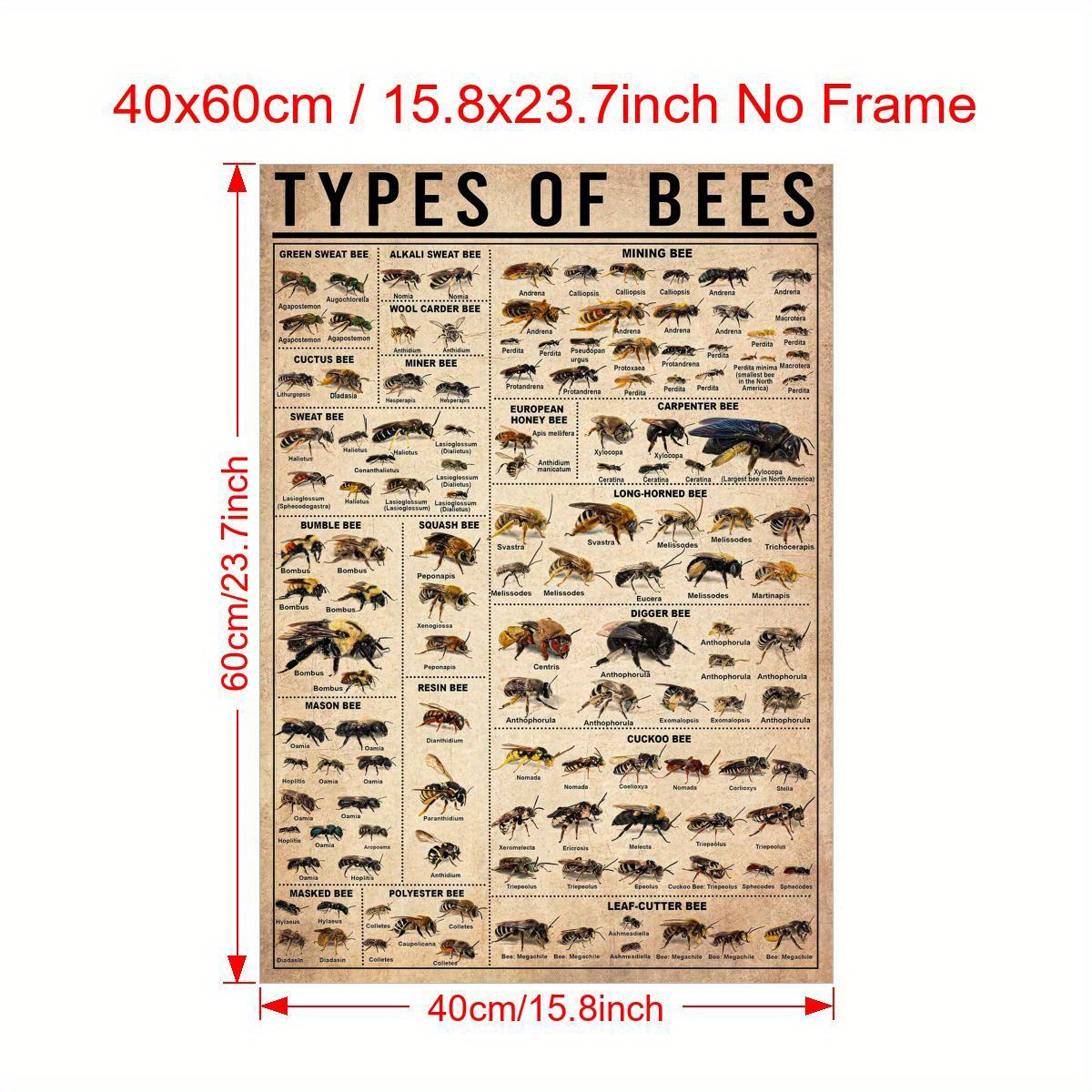 2d Flat, 2d Flat, Single Canvas, Poster Featuring Bee , Insect Types Poster, Bee Artwork, Educational Bee Poster For Living Room, Bedroom Wall