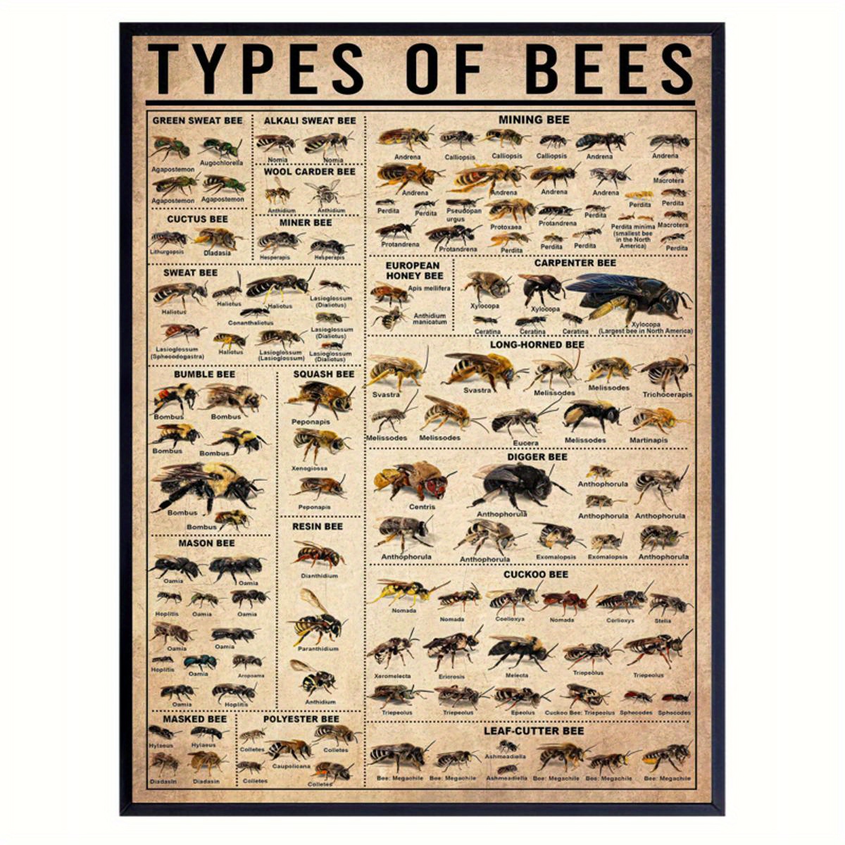 Types of bee breeds of bee poster canvas