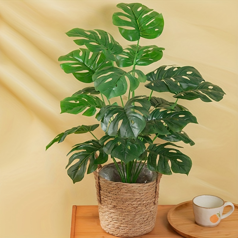 philodendron red sun pflege Philodendron 'Sun Red'