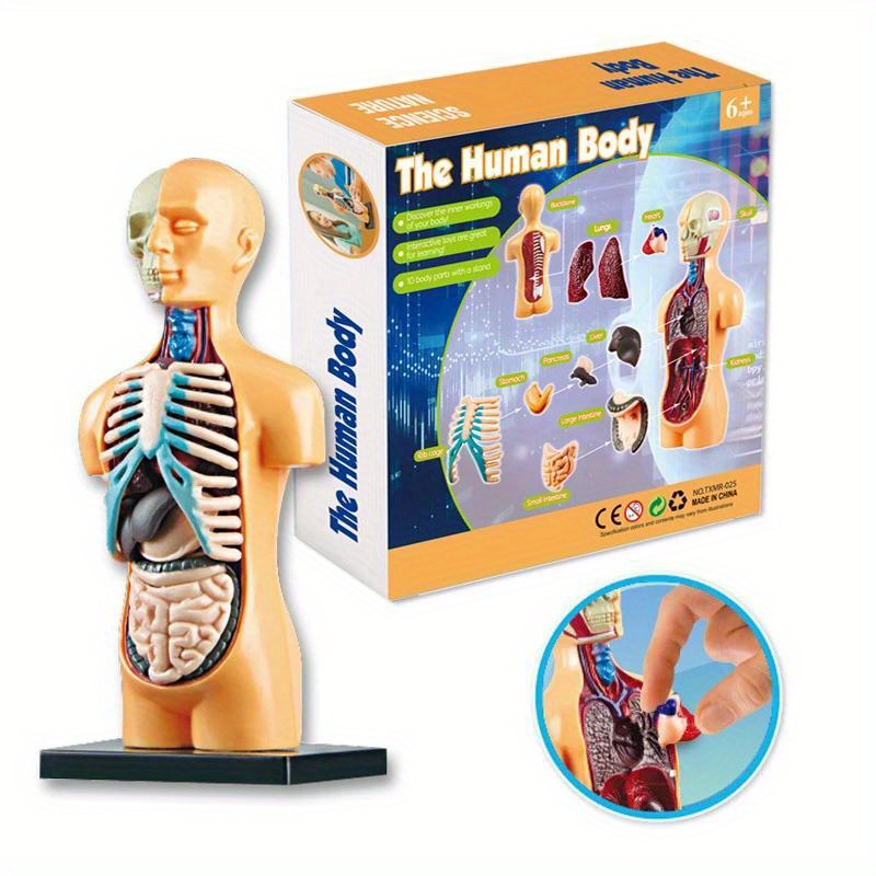  8 Pcs Human Organ Model Mini Body Parts Anatomical Figure  Realistic Brain Heart Lung Liver Stomach Large Intestine Small Intestine  Kidney Models : Toys & Games