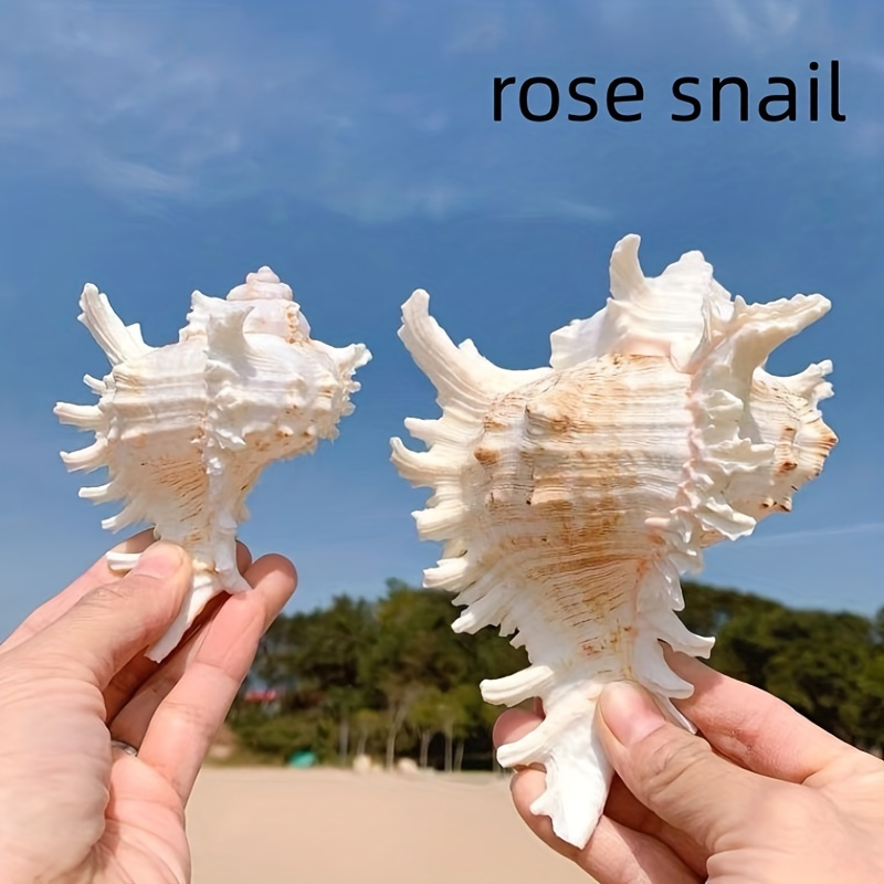 Seashell Hermit Crab Figurines Blown Glass Mix Natural Brown White