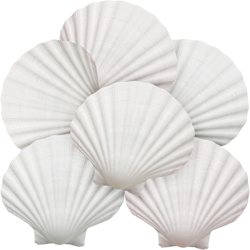 Scallop Shells for Crafts 4-5 Inches, 10Pcs Large Sea Shells for Decorating,  Whi