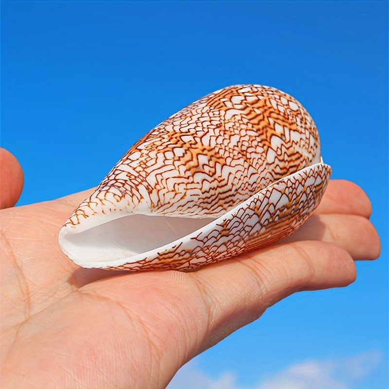 Ocean Inspired Aquarium Decorations Natural Sea Shells Conch Shells White  Coral And Starfish Ornaments - Pet Supplies - Temu