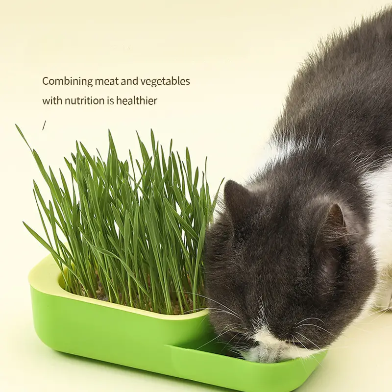 Cat Grass Planter Hydroponique Cat Grass Planting Box Cat Grass Sprouter  Container Culture Sans Sol Cat