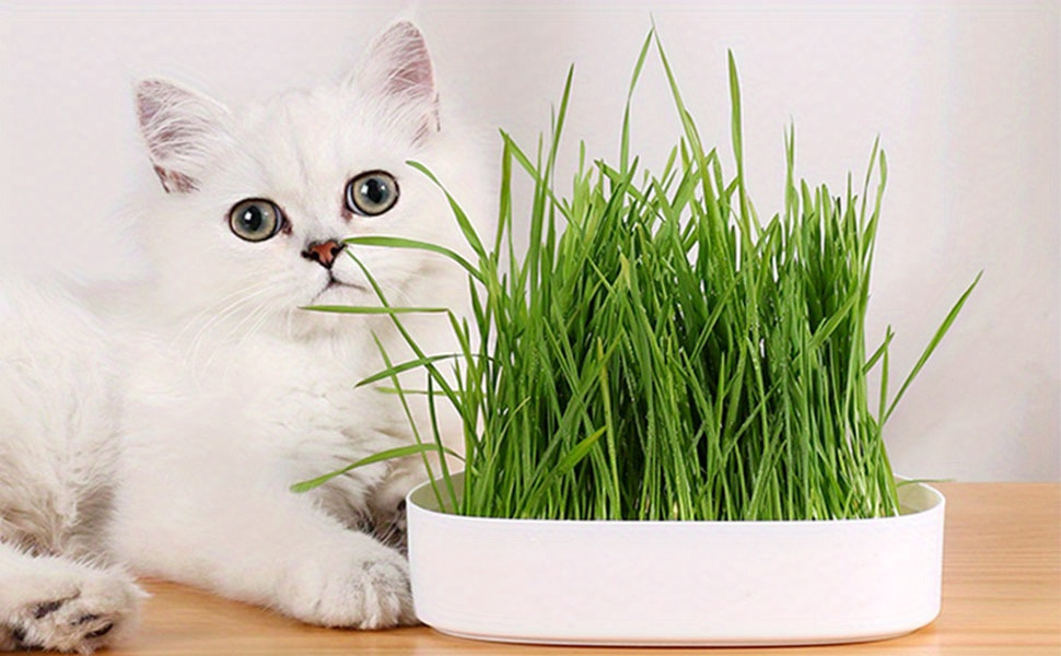 Bac hydroponique pour herbe à chat