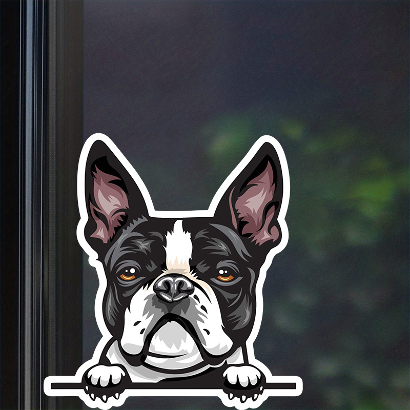 Peeking Boston Terrier Girl (A25) Vinyl Decal Sticker Car Laptop