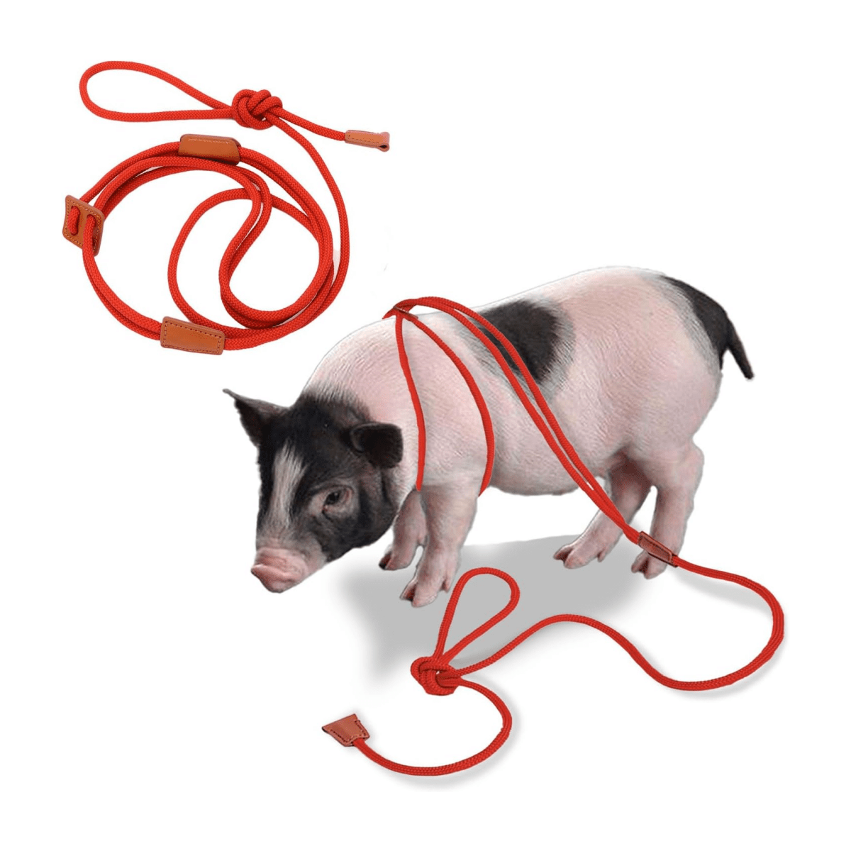 Dutch Pig Slide Rabbit Rope Piccolo Guinzaglio Per Animali Domestici Gilet  Speciale Per Coniglio Sul Retro, Alta Qualità E Conveniente