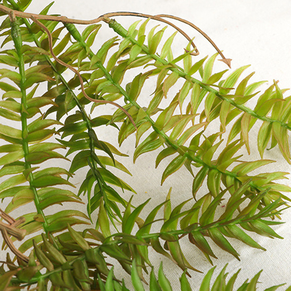 ophiopogon variegata Ophiopogon japonicus 'Variegata' / Bunter Japanischer Schlangenbart main image 0
