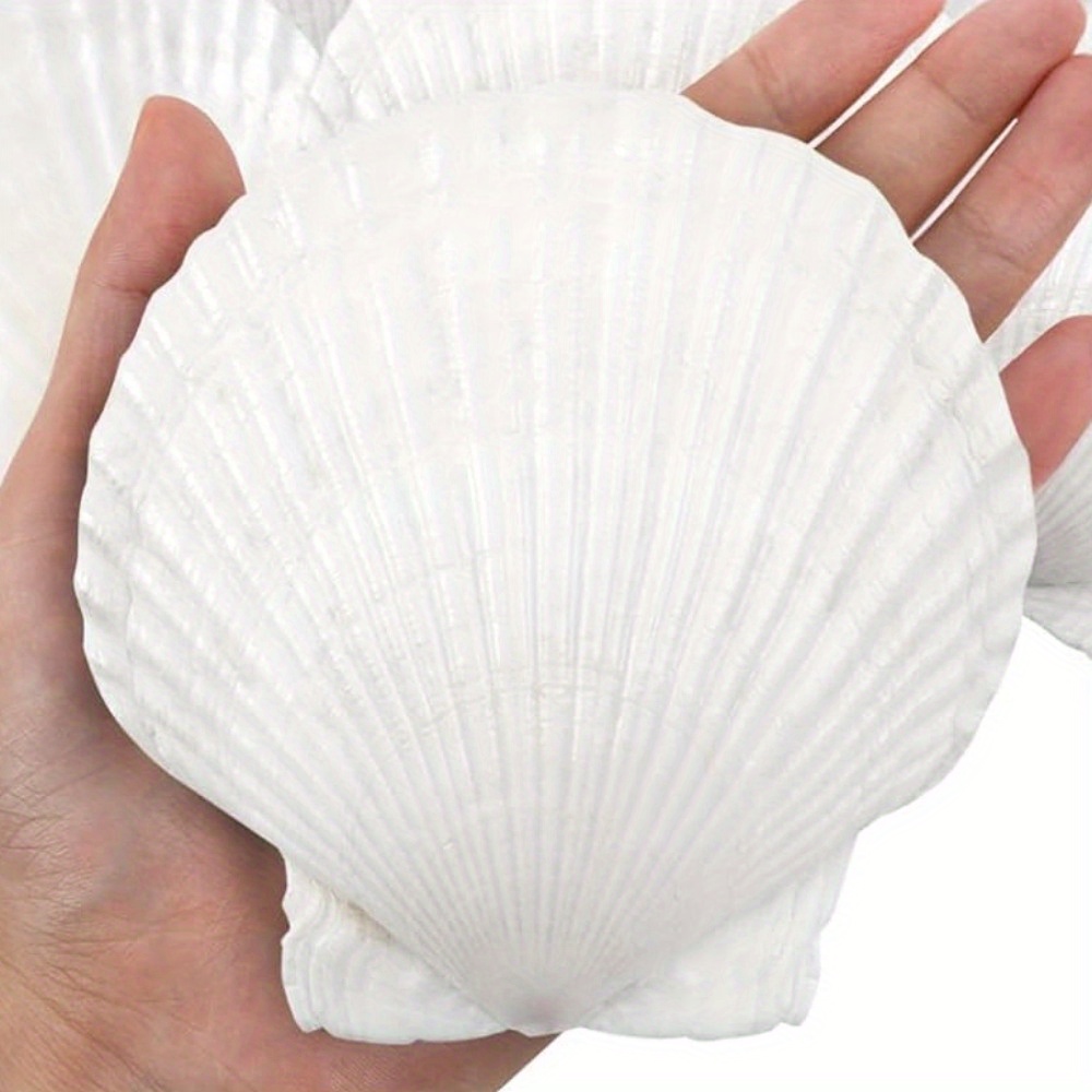 10PCS White Scallops Shell 4-5inch Seashells Large Natural from Sea Beach  Seashells for Crafting for DIY Fish Tank Vase Filler… : : Home  & Kitchen