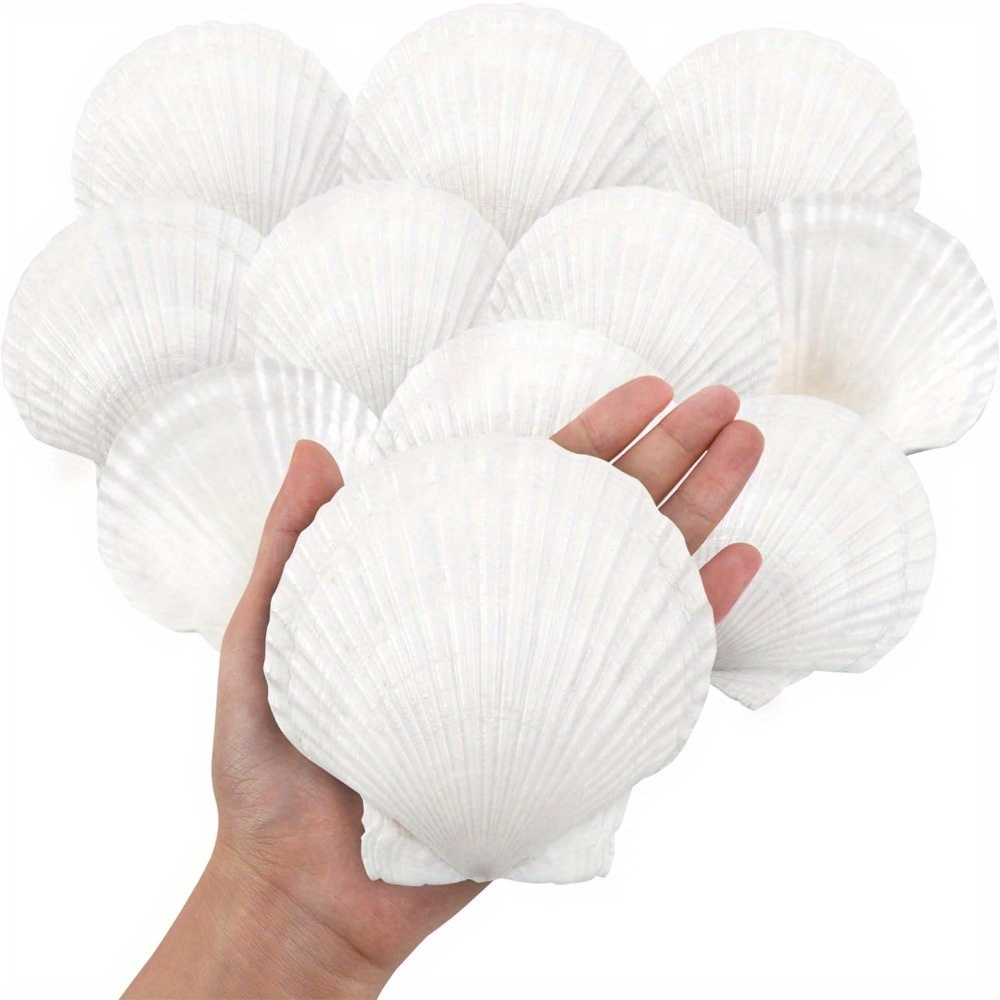 QICQDRAM 6PCS Large Scallop Shells Crafts 4''-5'' Large Shells Decoration,  for Baking Shells, Crafts DIY Painting Beaching Wedding Decoration, Beach  Natural Scallop Shells Bulk : : Home