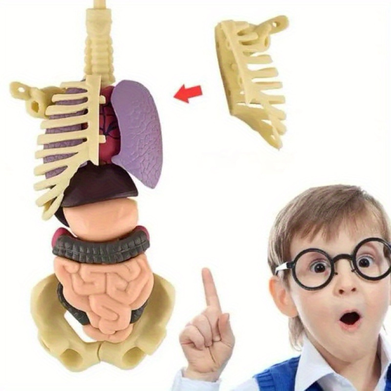 Modelo de Torso de cuerpo humano 3D desmontable, juguete de aprendizaje  temprano, juguetes DIY, sistema visceral Adultos perfke Anatomía del cuerpo  humano