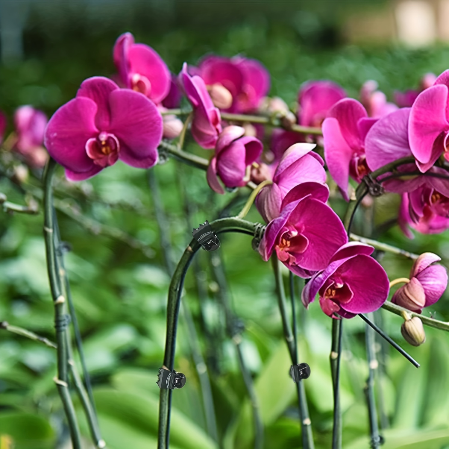 20pcs Orchid Clip, Vine Clip, Garden Clip, Butterfly Orchid Clip, Decorative Clip, Plant Gardening Clip Fixed Clip