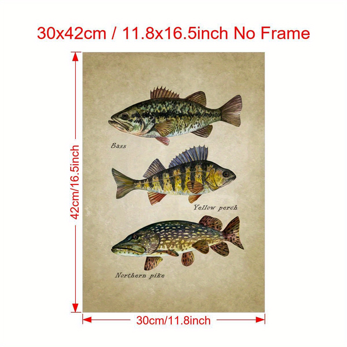Unframed Canvas Poster Fish Art Print Bass Perch Pike - Temu New