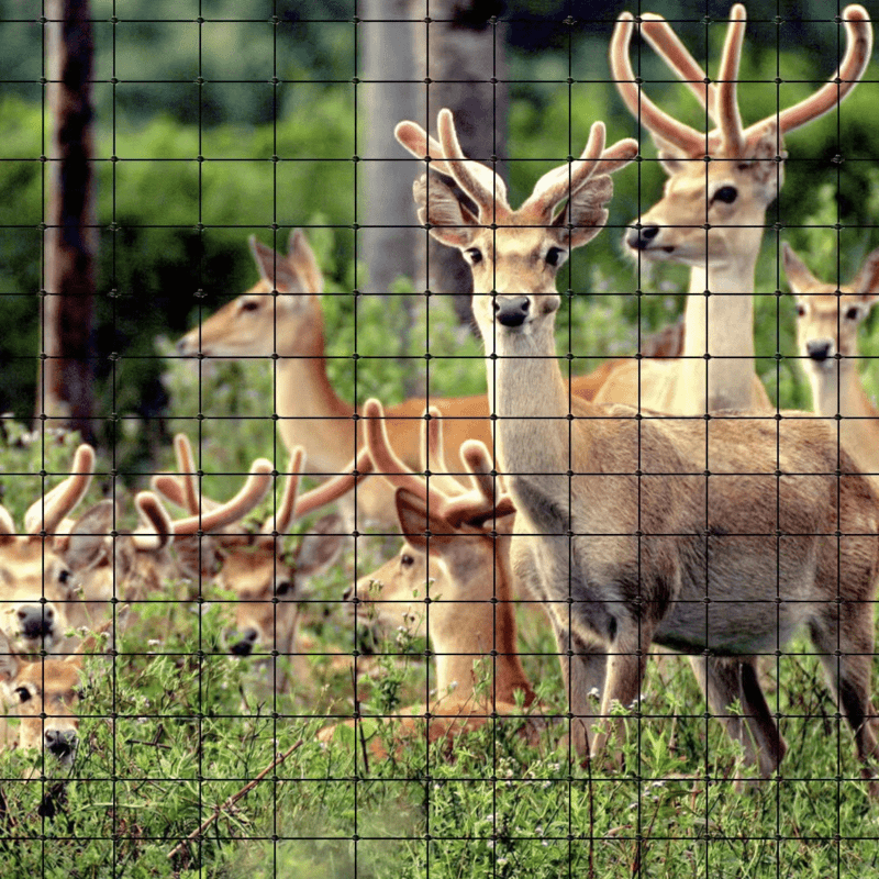 Deer Fence Netting /4x12meter Bird Netting Anti Bird Deer - Temu
