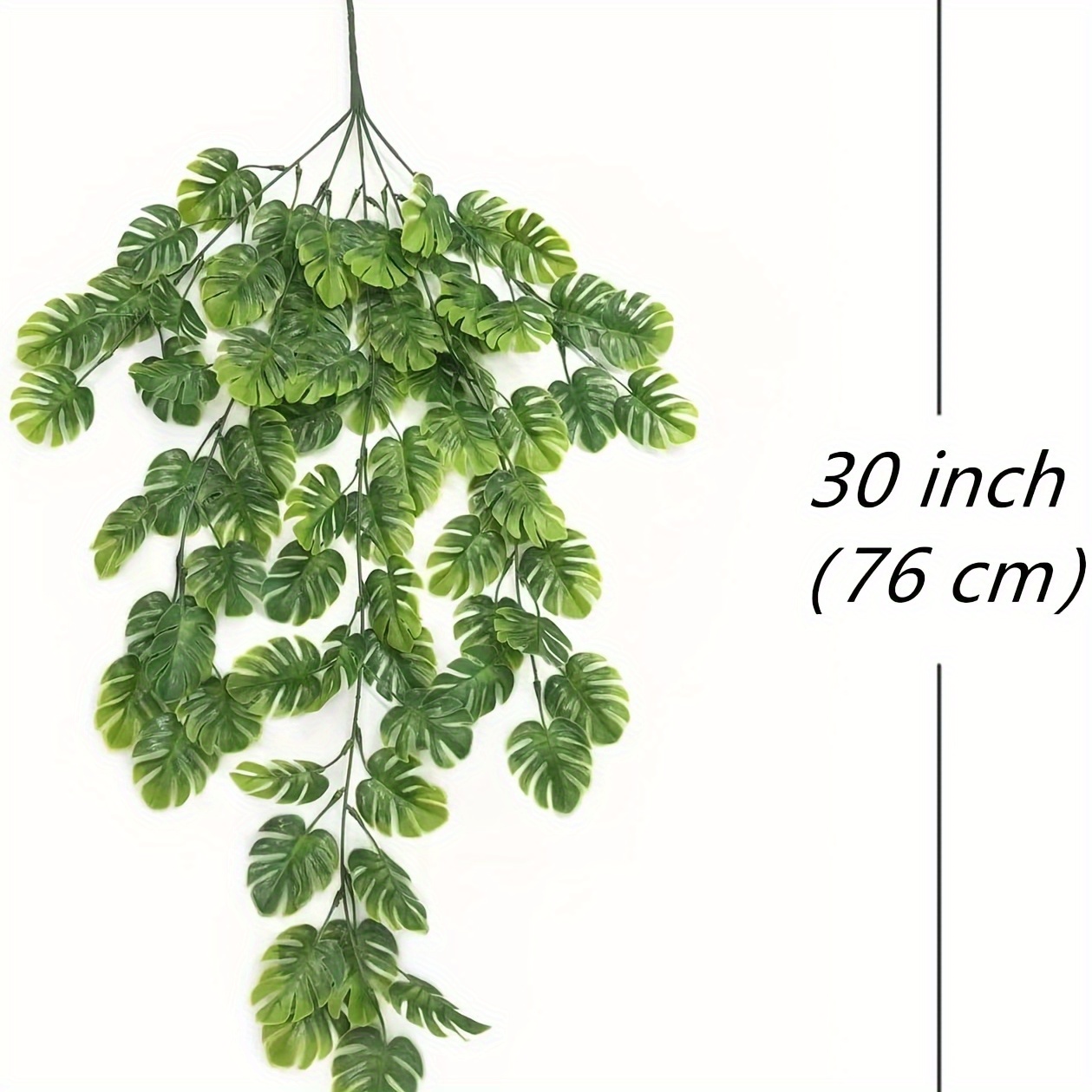 monstera 40 cm Monstera deliciosa XXL | Online kaufen
