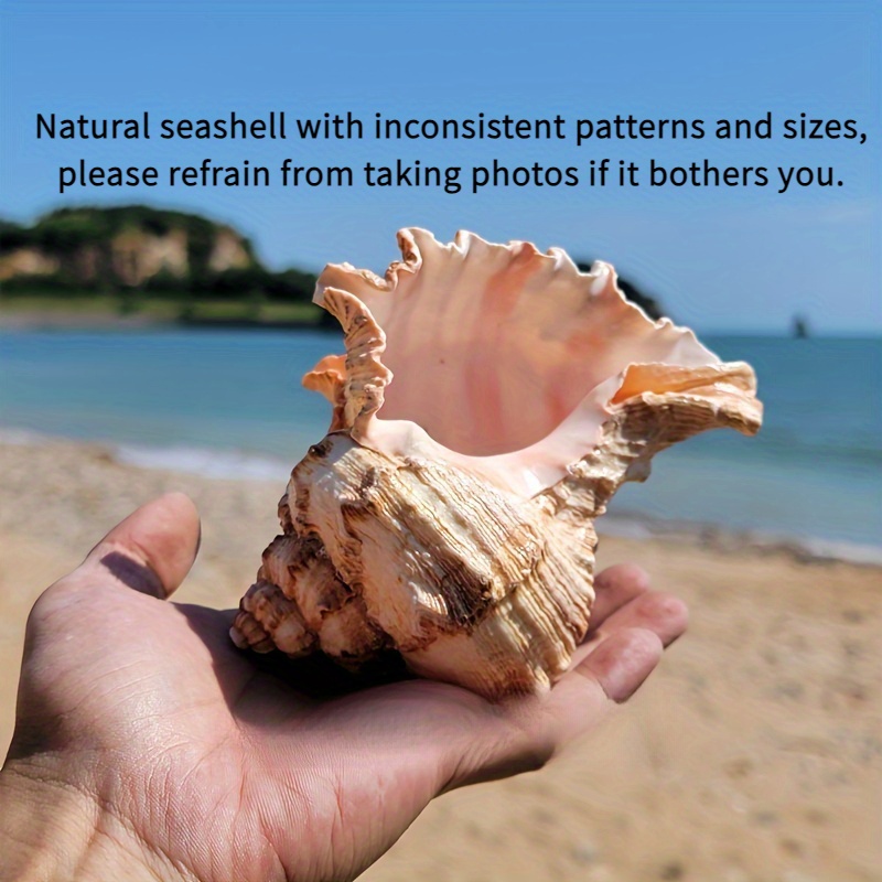 Natural Seashells 2Pcs Scallop Shells Plate Conch Seashell Figurine feng  Shui Animal Aquarium Hideaway sea Shell Conch Statue Fish Tank Decor sea