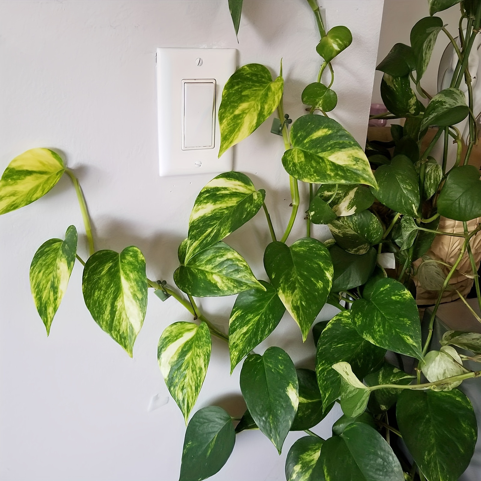 10/20/30pcs Plant Climbing Wall Fixture Clips, Self-Adhesive Hook Vines Traction Invisible Holder Supporting Wire Fixing, For Garden Wall Clip, Vines Fixing Clips Self-Adhesive Hook Plant Vine Traction For Indoor Outdoor Decoration