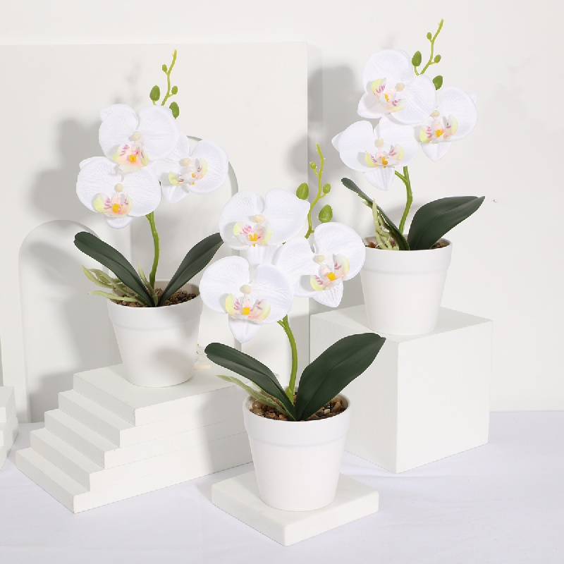 3 Pezzi Vasi Trasparenti Orchidee 3 Piatti E 3 Ganci - Temu