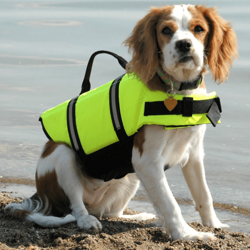 Petco dog life outlet vest