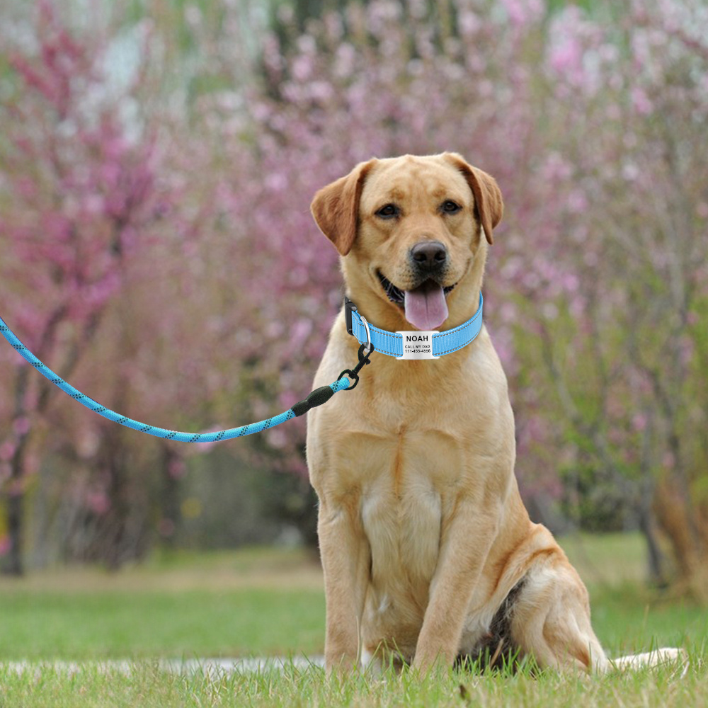 Custom-Made Reflective Nylon Dog Collar with Engraved Name Tag