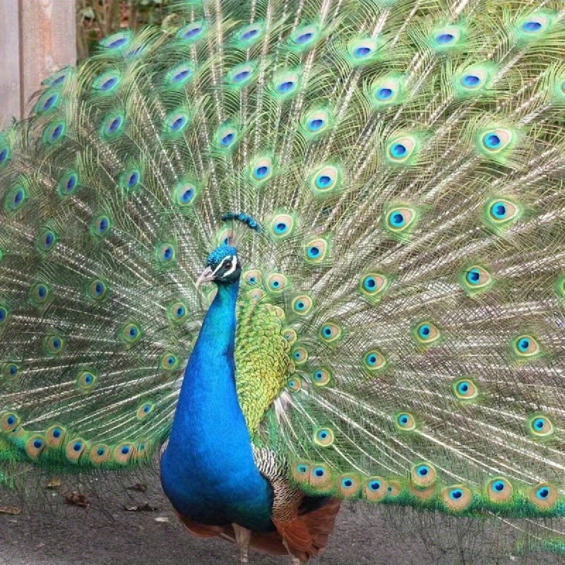 Hermosas plumas naturales de pavo real, plumas de cola de pavo real, 10 a  12 pulgadas, paquete de 20 unidades