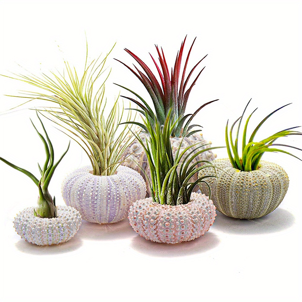 

5pcs Conch Shell, Air Pineapple Decorative Pot, Plant Decorative Potted Plant, Home Decoration, Green Plant Not Included