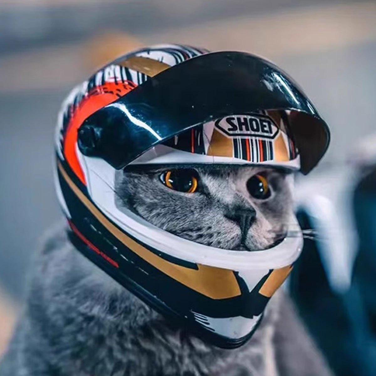 Cat Motorcycle Helmet Motorcycle Helmet Cat - Temu