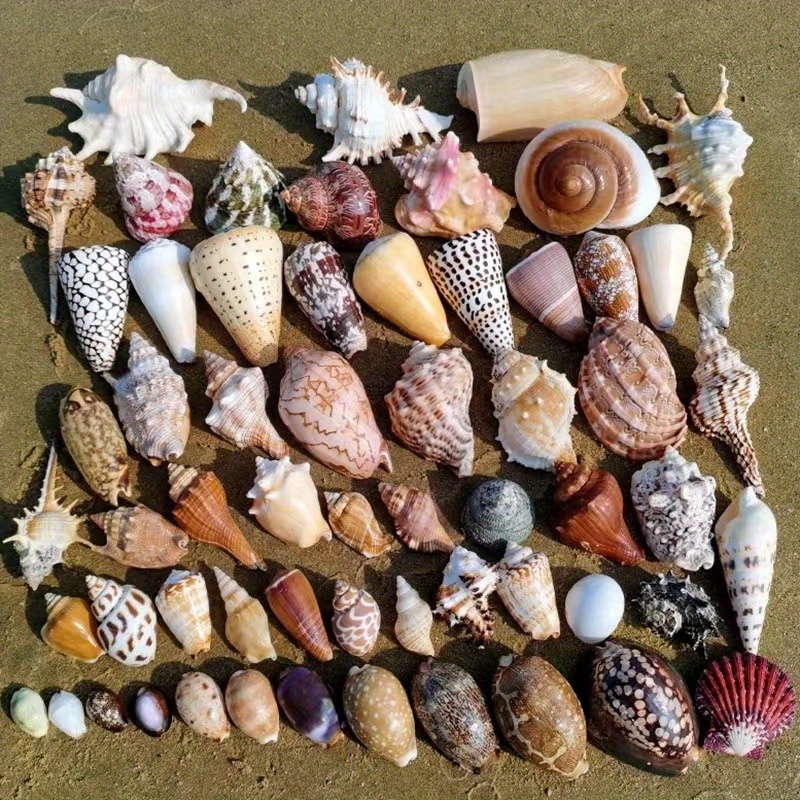 

1pc Assorted Seashell Pack, 100g Mixed Natural Shells, Ideal For Aquarium Landscaping And Nautical Decor, Home Crafts, Beach Themed Display, 20 Unique Pieces