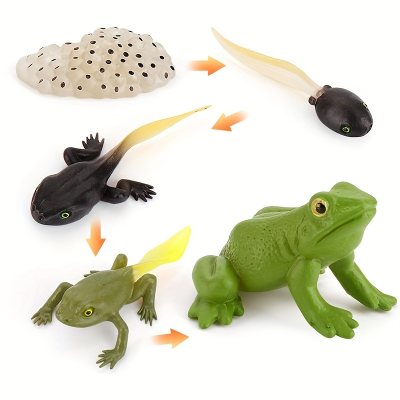 

5pcs Frog Animal Life Cycle Model Figures, Realistic Frog Life Stages Model Toya Figures, Educational Development Toys For Accessories