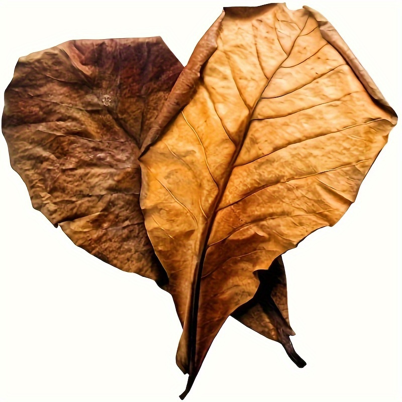 TEMU 12pcs Large Betta & Almond Aquarium Leaves - Suitable For Fish Tank Ph Lowering, Betta Fish Tank Decor, Beneficial For Aquatic Plant, Fish