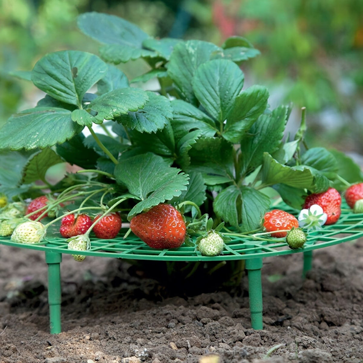 

Versatile Strawberry & Vegetable Climbing Support - Durable, Space-saving Garden Rack For Tomatoes, Beans, Cucumbers - Decorative Plant Pillar